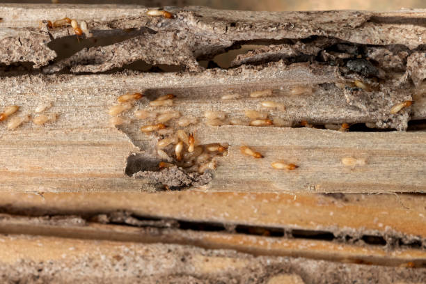  Greenville, IN Pest Control Pros